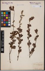 Foto von Salix aurita L. x Salix myrtilloides L.